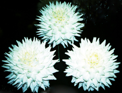 Dahlia ' B. J. BEAUTY '  (M.D.)  Clarke  UK  1976  (Ted Collins)